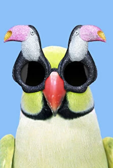 Ring-necked Parakeet wearing Toucan sunglasses