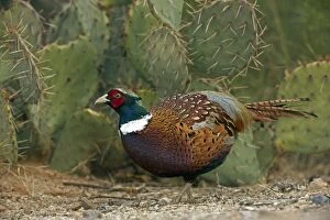 Images Dated 3rd March 2011: Ring-necked pheasant