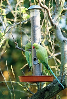 Ring-necked / Rose-ringed Parakeet - on bird feeder