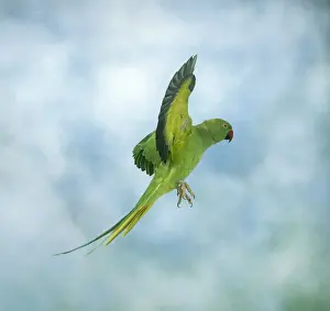 Parakeets Prints: Ring-necked / Rose-ringed Parakeet In flight, side view, wings up