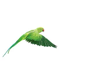 Parrots Collection: Ring-necked / Rose-ringed Parakeet In flight, wings down, side view
