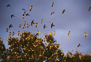 Ring-Necked / Rose Ringed Parakeets JD 15809 At Roost Esher, Surrey UK. Psittacula krameri © John Daniels / ARDEA LONDON