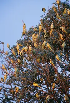 Ring-Necked / Rose Ringed Parakeets JD 15810 At Roost Esher, Surrey UK. Psittacula krameri © John Daniels / ARDEA LONDON