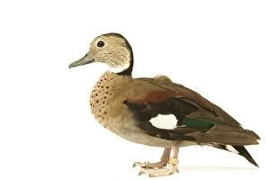 Images Dated 6th June 2004: Ring-necked Teal / Ringed Teal / Red-shouldered Teal Domestic Duck