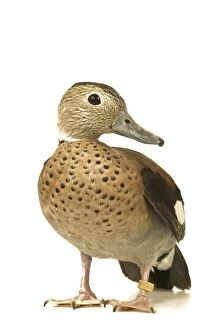 Images Dated 6th June 2004: Ring-necked Teal / Ringed Teal / Red-shouldered Teal Domestic Duck