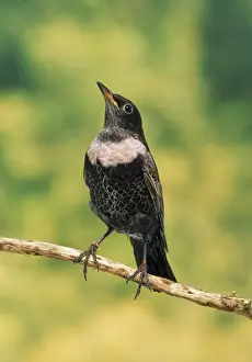 Thrushes Prints: Ring Ouzel - male