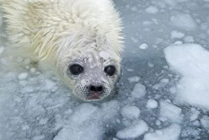 Ring Seal Pup in Ice hole on sea ice