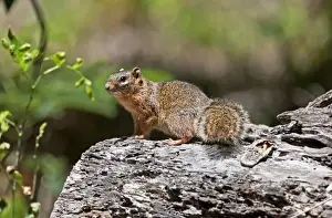 Ring Tailed Prints: Ring-tailed Ground Squirrel. La Bajada, Mexico in March