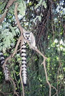 Images Dated 27th September 2005: Ring-tailed Lemur