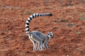 Images Dated 31st January 2008: Ring-tailed Lemur