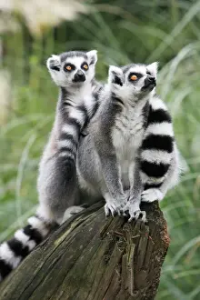 Lemur Prints: Ring-tailed Lemur - 2 animals watching aeroplane, distribution - Madagascar