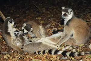 Ring Tailed Prints: Ring-tailed Lemur - adults with baby
