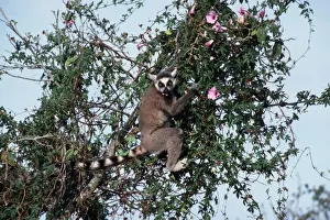 Ring Tailed Prints: Ring Tailed Lemur AW 3779 Madagascar. Lemur catta © Adrian Warren / ARDEA LONDON
