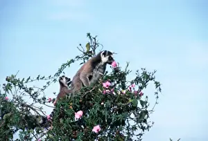 Ring Tailed Prints: Ring Tailed Lemur AW 4786 Berenty