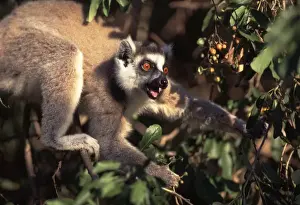 Ring Tailed Prints: Ring Tailed Lemur AW 6165 Feeding on Cordia berries