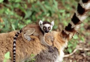 Clinging Gallery: RING-TAILED LEMUR -BABY ON BACK