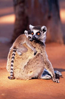 Ring-tailed LEMUR - with baby on back, on ground, endemic