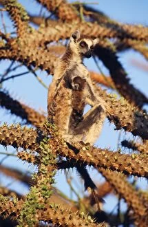 Ring-tailed LEMUR - with baby on chest, in tree, endemic