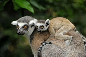 Ring-tailed Lemur - with baby on back (Lemur catta)