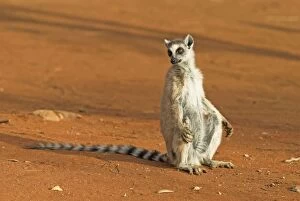 Images Dated 23rd October 2006: Ring-tailed Lemur Berenty. Madagascar