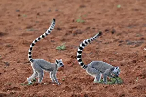 Ring Tailed Prints: Ring-tailed Lemur - Berenty Private Reserve - Southern Madagascar