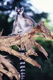 Ring-tailed Lemur - on branch