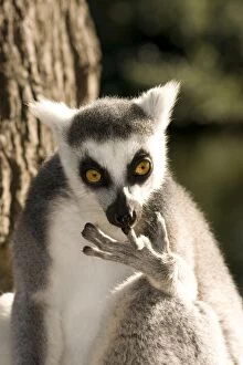 Images Dated 30th September 2011: Ring-tailed Lemur - cleaning fingers