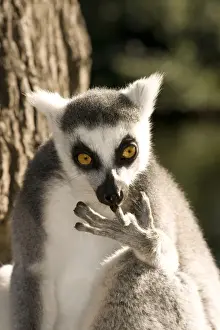 Lemur Prints: Ring-tailed Lemur - cleaning fingers
