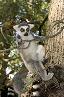 Images Dated 30th September 2011: Ring-tailed Lemur - clinging to branch