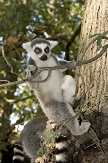 Balance Prints: Ring-tailed Lemur - clinging to branch