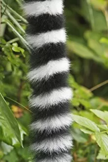 Images Dated 24th September 2008: Ring-tailed Lemur - detailed study of tail, distribution