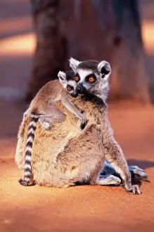 Protection Prints: Ring-tailed Lemur - endemic Berenty, Madagascar