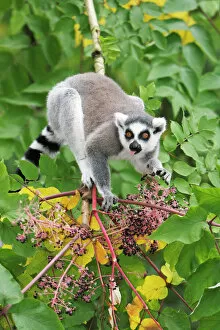Madagascar Gallery: Ring-tailed Lemur - feeding on ripened berries