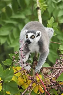 Images Dated 24th September 2008: Ring-tailed Lemur - feeding on ripened berries