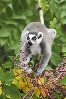 Images Dated 24th September 2008: Ring-tailed Lemur - feeding on ripened berries