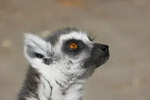 Ring-Tailed Lemur - Head Shot Lemur catta Apenheul Netherlands MA001536