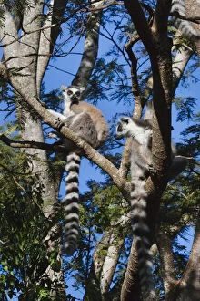 Ring tailed lemur (Lemur catta), Berenty