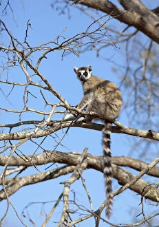 Perching Gallery: Ring-tailed Lemur (Lemur catta) warming
