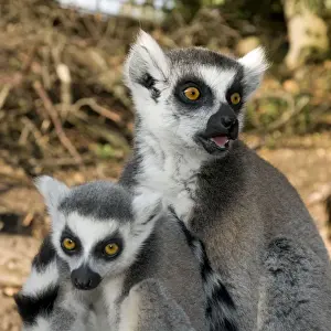 Parent And Young Prints: Ring-tailed Lemur - mother with juvenile