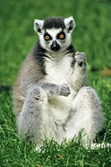 Captivity Prints: Ring-tailed Lemur - portrait, sitting on grass, Emmen, Holland