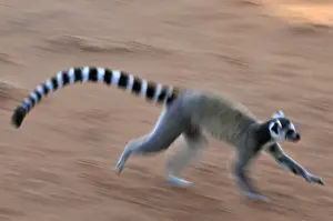 Ring Tailed Prints: Ring-tailed Lemur - running - Berenty Private Reserve - Southern Madagascar
