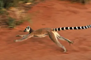 Ring-tailed Lemur - running - Berenty Private Reserve - Southern Madagascar