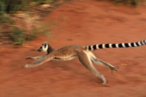Ring-tailed Lemur - running (Lemur catta)