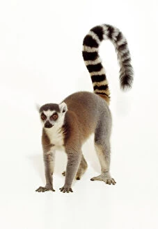 Ring-Tailed Lemur - Studio