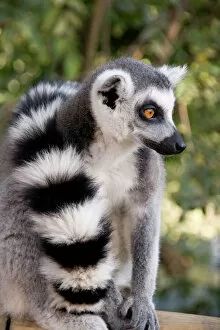 World Wildlife Gallery: Ring-tailed Lemur - with tail wrapped around body