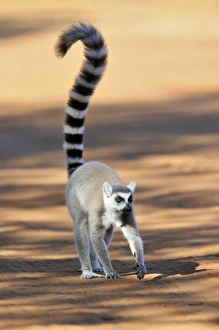 Images Dated 9th April 2008: Ring-Tailed Lemur - walking with tail up at Berenty - Madagascar