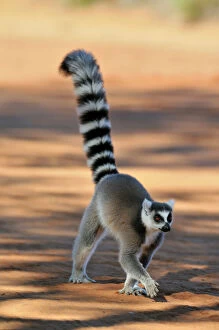 Tail Collection: Ring-Tailed Lemur - walking with tail up at Berenty - Madagascar