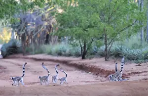 Ring-Tailed Lemur - walking with tail up at Berenty - Madagascar