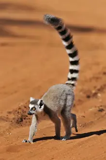 Ring-Tailed Lemur - walking with tail up at Berenty - Madagascar