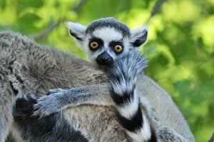 Images Dated 29th January 2008: Ring-tailed Lemur - young